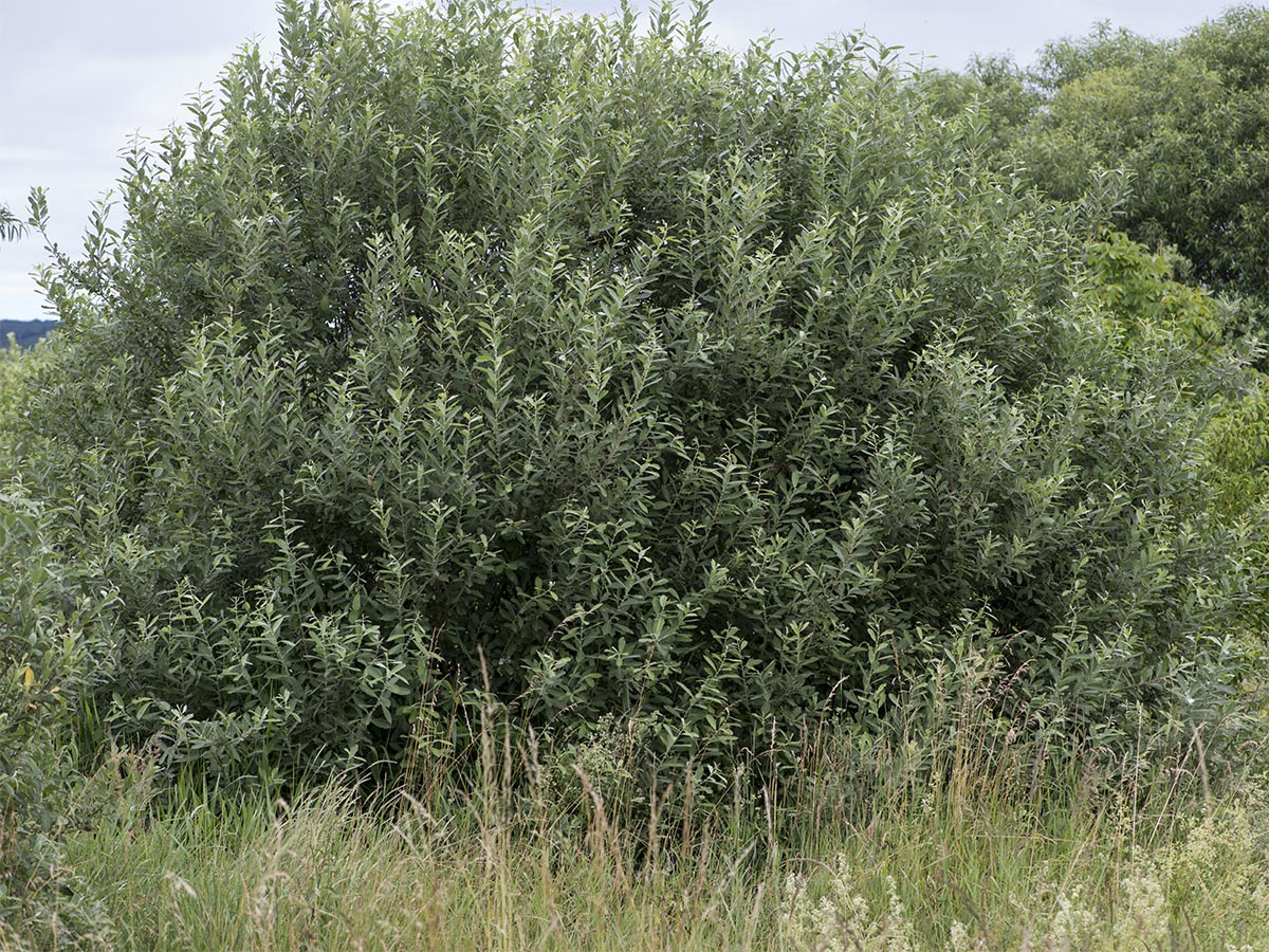 Salix cinerea